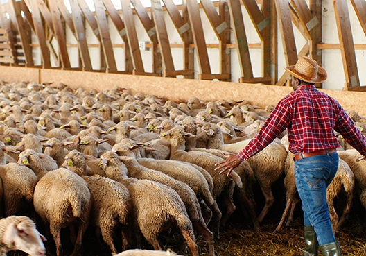 man steering cattle into their pen